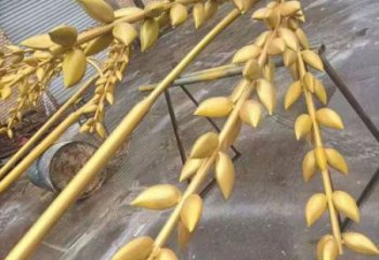 水景水稻雕塑廠家 風(fēng)景區(qū)幾何雕塑 廣場小品