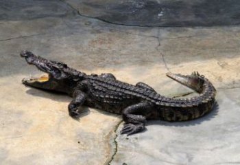 仿古鱷魚雕塑 庭院彩繪雕塑 田間小品