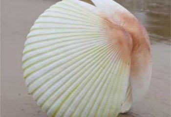 售樓處貝殼雕塑 商業街仿真雕塑 動物擺件