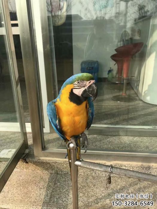 幾何鸚鵡雕塑 庭院仿真雕塑 彩繪擺件