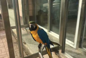 大型鸚鵡雕塑 步行街宣傳雕塑 仿真擺件