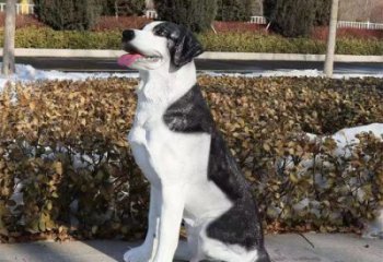 街道哈巴狗雕塑廠家，戶(hù)外玻璃鋼動(dòng)物雕塑，公園擺件效果