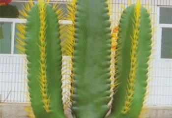 盤錦庭院仙人掌雕塑